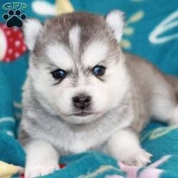 Titus/Pomsky									Puppy/Male	/5 Weeks,Titus is a PERFECT miniature husky. He has a beautiful silver coat and blue eyes. Look at his parents… he’s going to be a show stopper!!