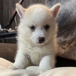 Todd/Pomsky									Puppy/Male	/8 Weeks,Todd is a miniature pomsky. He has been vet checked and has had his first shots. Todd will bring lots of kisses and love into your home. 