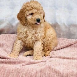 Benji/Goldendoodle									Puppy/Male	/9 Weeks,To contact the breeder about this puppy, click on the “View Breeder Info” tab above.