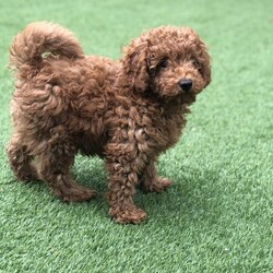 Mixed Litter Toy Poodle is available for adoption