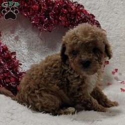 Andy/Cavapoo									Puppy/Male	/6 Weeks,Meet Andy an adorable sweet  cavapoo! Would make the perfect valentines gift! Playful and very well socialized! Up to date on shots and dewormer! And will be vet checked before goin to hes new home! Call today to find out more about him!