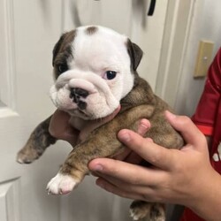 British bulldogs /Bedlington Terrier//Younger Than Six Months,2 femalesRegistered papers (pet only)Microchipped wormed vaccinated health checkedReady to go in 2 weeks 