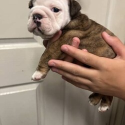 British bulldogs /Bedlington Terrier//Younger Than Six Months,2 femalesRegistered papers (pet only)Microchipped wormed vaccinated health checkedReady to go in 2 weeks 