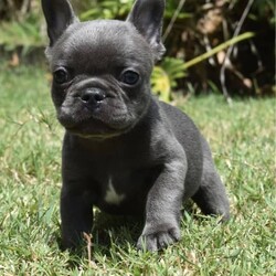 French Bulldog Puppies /French Bulldog//Younger Than Six Months,FULLY HEALTH TESTED PARENTS - Please read add for detailsReady 4th February - 8 weeks old.We have some beautiful blue babies looking for their forever homes from our Paddington Bear 