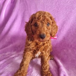 READY NOW Spoodle x mini poodle, ☆DNA tested and clear ☆///Younger Than Six Months,READY NOW Spoodle x mini poodleMum is a cockerspaniel x mini poodle, red in her colour and is cleared by parentage DNADad is a apricot mini poodle DNA tests and clear2 xpuppies on purple blanket are little girls❤ Cream