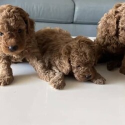 Toy Ruby red Cavoodle puppies DNA Clear 2nd Generation ///Younger Than Six Months,We have a beautiful litter of 2nd generation cavoodles , Mummy is Cavoodle Daddy is Toy poodle ( pedigree Certificate & DNA tested) non shedding coatsOur gorgeous girl has had 4 beautiful babies .2 girls & 2 boys super cuteThey will come with a Puppy Pack including information for you on how to care for your new puppy a Vet health check , Microchipped , vaccinated and are up to date with worming being wormed every two weeks from 2 weeks of age. Our puppies are born and grow up in our home with a loving family environment.They are 4 weeks old, will be available to take home at 8 weeks old. taking holding deposit now. They will be ready 22/02/2023Only genuine inquiries if you are ready for a puppy. NO TIME WASTERS .Breeder Register CRM:0001001Breeder identification number: BIN0007669897343Girl $3500 eachBoy $3000 eachPlease call Nick ******7009 REVEAL_DETAILS We are in Murrumba Downs QLD 4503