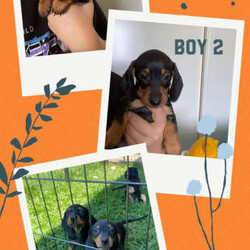 Miniature Dachshund boys/Dachshund//Younger Than Six Months,Miniature dachshund puppies ready for their new homes after February 10th 2023 (born 13th of December)Mum is a Black and Tan (approx 5.5kg) & dad is a chocolate Dapple (approx 6.5kg).Both parents have beautiful temperaments and are great with children & other animals.2 x Black and Tan boys $2,0002 x Reverse chocolate dapple boys $2,8001 x Silver dapple boy $2,800Puppies have been raised in a loving family environment and will be vet checked, wormed regularly, vaccinated, microchipped & come with a puppy pack 