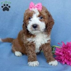 Juliet ( F1b)/Mini Goldendoodle									Puppy/Female	/9 Weeks,Prepare to fall in love!!! My name is Juliet and I’m the sweetest little F1b mini goldendoodle looking for my furever home! One look into my warm, loving eyes and at my silky soft coat and I’ll be sure to have captured your heart already! I’m very happy, playful and very kid friendly and I would love to fill your home with all my puppy love!! I am full of personality, and I give amazing puppy kisses! I stand out above the rest with my beautiful colored coat !!…  I will come to you vet checked and  up to date on all vaccinations and dewormings . I come with a 1 year guarantee with the option of extending it to a 3 year guarantee and  shipping is available! My mother is our precious Lulu, a 47#  goldendoodle with a heart of gold and my father is Atlas our 16# AKC red mini poodle  and he has been genetically tested clear!! Both of the parents are on the premises and available to meet!   I will grow to approx  25-30# and I will be hypoallergenic and nonshedding! !!… Why wait when you know I’m the one for you? Call or text Martha to make me the newest addition to your family and get ready to spend a lifetime of tail wagging fun with me!   (7% sales tax on in home pickups)