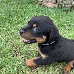 Adopt a dog:Purebred Rottweiler puppies ready for their forever homes. /Rottweiler//Younger Than Six Months,UPDATE - 6 weeks old and ready for the forever home.only 1 male and 3 females left. We can hold longer if you need us too but only if you make a deposit.$2400 per Female$2800 per MaleCall to arrange meet and greet. Available anytime.They have been wormed every 2 weeks.microchipped and vaccinated at 6 weeks.vet check also at 6 weeks.There is no papers but both parents are purebred can be viewed.Born Boxing DayLocated at Eagleby.Check out the Facebook group for other videos and picture. You have to join the group to view.https://www.facebook.com/groups/314893563953214/?ref=share_group_linkADBC Registration #2631BIN0010819406608