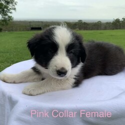 Adopt a dog:Border Collie Purebred Puppies Chocolate Blue Black and White/Border Collie//Younger Than Six Months,Available for sale are these 4 beautiful patterned Border Collie Pups. We pride ourselves by caring for our Border Collies with high standards. Our Border Collies are our family and are inside and outside dogs, the litter were born inside our home and that’s were they will remain until they leave for their forever homes. The pups come from a very placid temperament obedient intelligent blue and white mother which is from a litter from a Black and white mother and Lilac and White father. The father of the pups is a Chocolate and White Purebred Border Collie.We are located on 11 acres with Sheep, chooks, cats and a mini foxy terrier and the mother and father play well with all our animals.It is very important to socialise, walk and give them plenty of exercise, I would like to know upon purchase that the pup will be going to a home with dedicated loving owners.I have available for sale:-1 X Black and White Border Collie Male$20001 X Black and White Border Collie Female $20001 X Chocolate and White Border Collie Female $20001X Blue and White Border Collie Female $2000The pups where born on Monday morning on Boxing Day the 26th of December 2022 and will be available for their new family on or after Friday 17th February 2023All Pups have and will be wormed fortnightly and will have a comprehensive VET check as well as be microchipped on Wednesday 15th February. I am a registered Breeder with the NSW Pet Registry Member Number: B000693129I am also a member of RPBA member Number 7126I am located in Grose Vale NSW 2753Please feel free to contact me regarding any questions you may have.