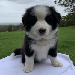 Adopt a dog:Border Collie Purebred Puppies Chocolate Blue Black and White/Border Collie//Younger Than Six Months,Available for sale are these 4 beautiful patterned Border Collie Pups. We pride ourselves by caring for our Border Collies with high standards. Our Border Collies are our family and are inside and outside dogs, the litter were born inside our home and that’s were they will remain until they leave for their forever homes. The pups come from a very placid temperament obedient intelligent blue and white mother which is from a litter from a Black and white mother and Lilac and White father. The father of the pups is a Chocolate and White Purebred Border Collie.We are located on 11 acres with Sheep, chooks, cats and a mini foxy terrier and the mother and father play well with all our animals.It is very important to socialise, walk and give them plenty of exercise, I would like to know upon purchase that the pup will be going to a home with dedicated loving owners.I have available for sale:-1 X Black and White Border Collie Male$20001 X Black and White Border Collie Female $20001 X Chocolate and White Border Collie Female $20001X Blue and White Border Collie Female $2000The pups where born on Monday morning on Boxing Day the 26th of December 2022 and will be available for their new family on or after Friday 17th February 2023All Pups have and will be wormed fortnightly and will have a comprehensive VET check as well as be microchipped on Wednesday 15th February. I am a registered Breeder with the NSW Pet Registry Member Number: B000693129I am also a member of RPBA member Number 7126I am located in Grose Vale NSW 2753Please feel free to contact me regarding any questions you may have.