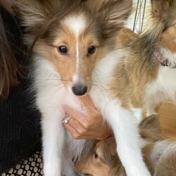 Purebred Sheltie/Shetland Sheepdog//Younger Than Six Months,We have 1 beautiful purebred Shetland Sheepdog puppy available. Male. 16 weeks old and ready for his new home immediately. Fully vaccinated, microchipped, comprehensively health checked, regularly wormed and in the process of toilet training. We are located in Tugun.Breeder number BIN0012856142127