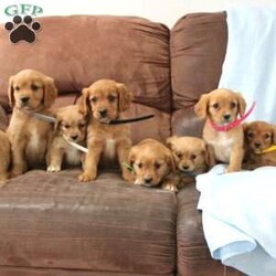 Jasper/Miniature Golden Retriever									Puppy/Male	/8 Weeks,Are you looking for all the golden goodness of a Golden Retriever in a smaller package that is easier to manage? Here comes a beautiful batch of Miniature Golden Retriever puppies that are just right! Each puppy is up to date on shots and dewormer and vet checked. We offer registration as well as sn extended health guaratnee. If you are hoping to add a loving and socialized pup into your home contact Stony Meadows today! 