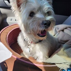 Adopt a dog:GRACE/West Highland White Terrier / Westie/Female/Senior,Please NOTE: We DO NOT adopt dogs to homes farther than a 1 hour drive from Largo, FL. 

Thank you***
https://www.pawliferescuegroup.org/adoption-application

Grace is a 14 year old Westie who is nearly deaf. She will need a loving home who understands the challenges of owning a senior pup. Her dad is in the hospital and will not be able to care for her due to his health. She has never been alone so will need someone who will mostly be home with her.  She is good with other dogs.  Needs frequent potty break and will need to be on special diet food for some stomach issues she has on occasion. Looking for her last forever/fospice home. Grace is a total love and very sweet.  She deserves a loving home for the rest of her life.?

https://www.pawliferescuegroup.org/adoption-application

As we are a small rescue, at this time, we can only take inquiries from Pinellas County Residents.

Please only send inquires to the email in this bio (pawliferescuegroup@gmail.com) all others will not be answered. Please read the bio before sending questions - we answer all we know about the dog/cat here. When filling out an adoption application, please make sure to answer ALL questions and not leave anything blank as this will delay the process of your application. 

Please visit our website for more information on the adoption process.

Located in Pinellas County, Florida.