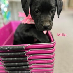 Adopt a dog:Millie/German Shepherd Dog/Female/Baby,Millie is a 9/week old female shepherd/husky/pitty mix looking for her forever family.