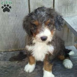 Harley/Bernedoodle									Puppy/Male	/7 Weeks,Harley is a standard Bernedoodle puppy born on Jan 7th, and will be ready for his forever home on March 3rd. I am up to date on shots and deworming and will be checked by a veterinarian and microchipped. For more info please call or text Monday through Saturday to schedule a visit. All Sunday calls will be returned Monday.