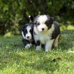 Adopt a dog:Border Collie Puppies Pure bred/Border Collie//Younger Than Six Months,Border collie male puppy purebred.I have one 8 week old male puppy available.Big man is absolutely awesome, he loves the beach, the boat, my cats and kittens.He is vaccinated, microchipped, wormed , vet checked and cleared, READY TO GO NOW