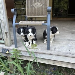 Adopt a dog:Border Collie Puppies Pure bred/Border Collie//Younger Than Six Months,Border collie male puppy purebred.I have one 8 week old male puppy available.Big man is absolutely awesome, he loves the beach, the boat, my cats and kittens.He is vaccinated, microchipped, wormed , vet checked and cleared, READY TO GO NOW