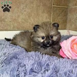 Darling/Pomeranian									Puppy/Female	/7 Weeks,Darling is a super cute little sable Akc registered pomeranian! Super good quality! Thick coat and teddy bear face! Family raised and well socialized! Up to date with all shots and dewormings! Comes with a health guarantee! Delivery available! Contact us today to get your new family member! 