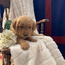 Lucas/Golden Retriever									Puppy/Male	/8 Weeks,These Cuddly retriever puppies Are farm and family raised with mom and dad being fathfull family pets. and ready for their forever home on march 6