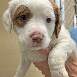 Adopt a dog:Wicker/Beagle/Male/Baby,Please contact Melissa A Aten (melissaa@luckydoganimalrescue.org) for more information about this pet.sweet pup ISO family! WICKER NEEDS A FOREVER HOME!!!!

Name: Wicker Best Guess for Breed: Beagle/Shepherd Mix

Best Guess for Age: 6 weeks as of 3/2 SEX: Male

Estimated Weight (puppies' weights change quickly!): 6.4 lbs as of 3/2

Gets Along With: Most puppies are in the prime of their socialization window and will do well with other dogs, cats and kids so long as they receive patience and proper training.

Currently Living at: DC area foster home

Special Adoption Considerations: Puppies under 6 months of age need to have multiple potty breaks/exercise throughout the day. Potential adopters with a standard 8-hour workday must be willing to make arrangements to meet the needs of their puppy.

Additionally, this puppy will not be available for adoption until March 6, when he reaches 7 weeks old.
Wicker is Looking For: Hiya! I'm Wicker. Me and my siblings (Wisteria, Wookie, William, and Webster) have enjoyed hanging out together with our mama Willow, but we are ready to put our brave puppy pants on and find our very own forever homes! I'd like to find a home that will keep me filled with love, treats, and the sweet afterglow of lots of belly rubs. Once I'm older, I'll need to go on lots of walks to exercise my sniffer, and I'd love the opportunity to play with other pups regularly. But, for now, I'd just like some treats and belly rubs. What do you say? Do you have lots of puppy treats to share with me?

What My Foster Says About Me: Coming soon!
Puppy Vetting Requirements: Lucky Puppies have had their age appropriate vaccines, but may not yet be 