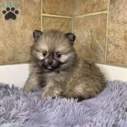 Darling/Pomeranian									Puppy/Female	/7 Weeks,Darling is a super cute little sable Akc registered pomeranian! Super good quality! Thick coat and teddy bear face! Family raised and well socialized! Up to date with all shots and dewormings! Comes with a health guarantee! Delivery available! Contact us today to get your new family member! 