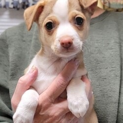 Adopt a dog:Petey/Terrier/Male/Baby,Petey is a young terrier mix bundle of fun. Born on January 10th, 2023, he's a little Rollie Pollie and is loving life. He plays well with other dogs and even tries to play with the cats. He would be okay with gentle, manerly children. He is sweet and loves to snuggle. Petey is current on vaccines and neutered. If you are interested in adopting Petey, please go to our website peopleforpets.com to get and fill out an application. Please return it to inquiries@peopleforpets.com and if you do communicate with this please check your spam mail oftentimes our replies end up there