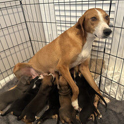 Adopt a dog:me/Hound/Female/Baby,*Name: Crimson

*Age: DOB 2/18/23

*Current Weight: will be medium sized full grown

*Rescued from: North Carolina

*Adoption fee: $550 (plus $150 spay/neuter deposit, see below for more information)

*Health: Up to date on vaccines, & microchipped

*Adoption requirements: Adopter must be 25 or older, 

Meet the Orchard Litter, a group of adorable puppies named in honor of Wayne Orchard, the late owner of Outhouse Orchards. Mr. Orchard was a true friend of dogs and a huge supporter of animal rescue. He welcomed SNARR Northeast to his orchard to help dogs in need find their forever homes.

Thanks to Mr. Orchard's kindness and generosity, many pups found loving homes, and now these eight puppies are looking for their forever families too. Meet Macoun, Cortlandt, Cameo, Gala, Fuji, Honeycrisp, Crimson, and Pippin. Pippin was Mr. Orchard's favorite apple, and we named one of the puppies after him to honor his memory.

These puppies are as sweet as they are cute, and they're ready to bring joy and love to their new homes. From playful romps to snuggles on the couch, these pups are sure to bring a smile to your face. Plus, adopting one of these pups is a great way to honor Mr. Orchard's legacy of kindness and compassion.

 

IMPORTANT: This dog has not yet been altered. SNARR requires a $150 deposit in addition to your adoption fee, as well as a strictly enforced Spay/Neuter Contract stating you will have this dog altered within 6 months of adoption. The $150 deposit will be returned once the contract has been fulfilled.

To apply to adopt, fill out an application at https://snarrnortheast.org/adopt/

FAQs -- PLEASE READ ALL BEFORE EMAILING

All adoption fees are non-refundable

Please note that SNARR NE is a volunteer-based organization. While our volunteers will try to respond to you as quickly as possible, it is helpful if you review the below information about our adoption process before emailing:

LISTED BREED(S) & AGE: We are taking our best guess on age, breed, and size when fully grown, based on the puppy's/dog's physical appearance and what we might have learned about one or both parents depending on the situation. *NOTE* We rarely know a dog's exact age, nor are we able to tell the true or full breed mix of dogs as our information is limited most of the time. Because we often do not have access to medical records at the time that we are listing for dogs for adoption, there are sometimes discrepancies between what is posted on their profile and what might be listed on a dog's medical records.

SNARR'S ADOPTION PROCESS: The first step in adopting or meeting a SNARR dog/puppy is to fill out an application at https://snarrnortheast.org/adopt/. Once we receive your application, one of our adoption application processors will contact you, review our adoption process with you, and answer any additional questions you may have. **We do not go on a first-come-first-serve basis for adoptions, but on best fit for a family and most importantly the puppy or dog. **

MEETING ADOPTABLE DOGS: Meet and greets will not be scheduled until after your adoption application has been fully processed and approved by one of our adoption processors.

APPLYING ONLINE: If you fill out an online application, please do so from a computer (not a mobile device), make sure you answer ALL the questions in as much detail as possible, and that you receive a confirmation email. If you do not receive a confirmation email, that means we did NOT receive your application.