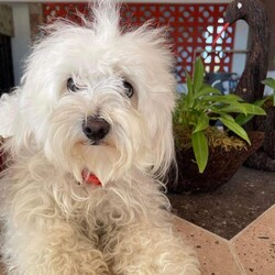 Adopt a dog:Chika/Maltipoo/Female/Young,* *—OUT OF TOWN PET —**
FOSTERED IN HOUSTON TEXAS AND READY TO TRAVEL TO THE EAST COAST ON OUR CROSS COUNTRY TRIP 
JAN-FEB/2023
¡IF ADOPTED ! —**

CHIKA
FEMALE
 MIX OF MALTIPOO
AGE APROX 1.5 years
WEIGHT APROX 12 lbs. 


CHIKA was rescued in Matamoros Mexico. 
She was wandering on the streets with her baby Yola.  

They were reported in a very bad condition of scabies, dehydrated and malnourished.  They looked like dirty mops !!!

She is playful, loves to be caressed, very loving, enjoys playing with toys, joyful, is intelligent, sweet, mellow, curious, loves hugs and kisses !!




Spay/Neuter 
2 shots of DHPPI Vaccine
Rabies Vaccine 
Bordetella Vaccine 
Dewormed 
Heartworm test Negative Certificate 
Monthly Preventive Protection Nexgard Spectra (fleas, ticks and heartworm)
Health Certificate 
Vaccines booklet 



—**ADOPTION PREFERENCES **—


* FAMILIES WITH OPEN CONSCIENCE ABOUT WHAT IS THE RESCUE OF STREET ANIMALS AND THEIR BEHAVIORS OF NEED FOR PROTECTION AND EDUCATION

* * *WITH EXPERIENCE IN DOG BEHAVIOR AND TRAINIG BACKGROUND. 

*HIGH TOLERANCE AND PATIENCE FOR RESCUED PUPPIES. 



+*“ NOT HOUSE TRAINED “**. 

**Our big job with rescued pets is to rehab their health, taking them to the vet as many times is require for their vaccines, spay/neuter, surgery, diseases, rehab emotions, attend their necessities such as feeding them, cleaning their common areas, keeping them entertained, safe, healthy and protecting them from any dangerous situation. We have so many pets in foster that it is an impossible job to house-train each one !!!**



——— A D O P T I O N   P R O T O C O L

  1.) Complete our online application Please be as thorough as possible. Our goal is to pair you up with the perfect dog for your lifestyle and family dynamic. The more pertinent information you give us the better we can do this.
 

https://form.jotform.com/210878227621861

 
2.) Phone / Email interview
After we have either approved your application, or if we have more questions to ensure a perfect match, we will schedule a brief phone / email interview when everyone in the potential adoptive household is able to attend. This will be conducted by a ADAC team member and can include the foster of the dog as well.

3.) Home check
A member of the ADAC team will visit you in your home or virtually to ensure it is the best fit for the dog you are interested in adopting.

4.) Meet n greet
A member of the ADAC team will organize with you and with your prospective pup and the foster home, a virtual meet n greet This video call is for you to meet the pet and for us to make a visual check of your home and meet all your members of your family. Sometimes we also send a volunteer to do a home check in person.

5.) Trial adoption period
If, after the meet n greet, the potential adopter and the ADAC team member agree this is a good fit, we will send you an adoption contract. Each dog will have different needs and different trial timelines. During this phase communication with the ADAC team is imperative. You will be given thorough instructions on how to decompress and integrate this particular dog to your home. If you follow all instructions and communicate any issues to the ADAC team and it does not work out your adoption fee will be refunded, minus any non refundable transport fees (if applicable) and the dog will be returned to a foster home.


THE ADOPTION FEE WILL BE FINALIZED PRIOR TO TRANSPORT WHICH INCLUDES:

*SPAY/NEUTERED 
*COMPLETE VACCINATION 
DHPPI, RABIES, BORDETELLA 
*DEWORMING
*ONE MONTH PREVENTIVE ANTI TICK, FLEAS, HEARTWORM TREATMENT (NEXGARD)
*HEALTH CERTIFICATE 


-TRANSPORT FEE  $400.00 the service will be given by a transport company) WILL BE PAID BY ADOPTER PRIOR TO DEPARTURE OF THE PET.
 SALTILLO-EAST COAST DELIVERING ON THE HOME ADDRESS OF ADOPTER. 

PLEASE UNDERSTAND THAT OUR RESCUED PETS ARE THE MOST IMPORTANT TO US.  THEY ARE ANIMALS THAT ARE SINTIENT BEINGS WHO HAVE BEEN RESCUED FROM SITUATIONS OF SEVERE ABUSE, AND ABANDONMENT.  WE INVEST TIME, MONEY, A LOT OF EFFORT AND EMOTIONAL STRESS FOR THEIR PHYSICAL AND EMOTIONAL REHABILITATION, WHICH WE DO NOT MAKE ANY MONETARY CHARGE FOR THAT SOCIAL WORK. 
BECAUSE OF THAT WE TRIED TO DO AN EXHAUSTIVE INVESTIGATION OF THE POSSIBLE NEW FAMILIES OF OUR BELOVED RESCUES.


¡ Doing the Right Things to Find the Right Family !

Every animal we rescue deserves a loving, safe, forever home. It’s a responsibility we take very seriously at ADAC. We are grateful to receive messages from individuals interested in adopting one of our cats or dogs, but we must take certain steps to ensure their safety, as best we can.

Every potential adopter must fill out an application and answer questions that help determine their suitability. Many of our enquiries come from outside of Mexico and we are unable to conduct a home visit. Therefore, we ask for photos of the residence as part of our due diligence. For example, if the dog in question is an escape artist, we would need to know if the yard is fenced, if you have enough space for a pet, if the conditions of the home is suitable for a pet,  and a photo/video would assure us of this.

We would like to continue with the adoption protocol, for this we need to receive photos or video of your home to confirm that it is a safe and suitable place for the pet.

This information we obtain from potential adopters is shared only with members of the adoption team involved in the application. Our database is only accessible by select ADAC members, and we never share any personal information with any other organization or business.

If you are not willing to share the information we need to finalize an adoption, we invite you to explore other organizations. These animals are our family and we need to know they will be cared for as such.

We are proud to have connected many beautiful animals into loving homes. You can search in our pages on Facebook, Instagram and our Website for many examples. 


IMPORTANT NOTE: Many of our dogs will receive numerous applications, and we ask for your patience during the process of finding the very best match. 

Our dogs are fostered in Texas or Saltillo Mexico, but available for adoption in various cities/states. 

For more information about our association please access our website at:
https://www.adacmx.com/index.html


https://www.facebook.com/almaibeth.salinas
adacanimalista@gmail.com
www.adacmx.com
https://www.facebook.com/ADACSALTILLO/
ADAC-MEXICO
https://maps.app.goo.gl/cwdNtEAC1LRd8SJw8?g_st=ic
Twitter:  @AdacAnimalista1
Instagram:   ac_adac