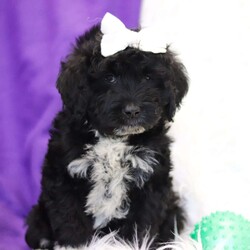 Annie/Portuguese Water Dog									Puppy/Female	/8 Weeks,Meet Miss Annie, the most adorable little Portuguese Water Dog you will ever meet! This stunning little baby has the most luscious hair coat and the most darling little features. These sweet Porties are ready to take on the world with their forever families by their side. Their knack for bringing smiles to the faces of everyone they meet has ensured that the pups have received endless love and attention since birth. This has allowed them to become highly socialized and very adaptable. When they join you and your family, they will have no trouble adjusting to you and your lifestyle. Portuguese Water Dogs sport an eager to please attitude and have an athletic build to keep up with whatever adventures you have in store. They are energetic and optimistic, making them perfect for a multitude of jobs or the ever-important task of accompanying their human on a walk:) Dad is a very handsome boy named Snoopy, who is super intelligent and friendly. He is so graceful and a has an excellent conformation, weighing 55-60lbs. The Mama is a sweet, loving girl named Debbie, who loves to play and has a very laid-back personality, weighing around 40 lbs. Each of the babies arrive at their forever homes completely vet checked, micro- chipped, up to date on all the necessary vaccines and dewormer, and our one-year health guarantee is included. We require a deposit to reserve this sweet baby.  Please call or text Ivan for more information or to schedule a visit! 
