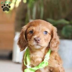 Bowie/Dachshund									Puppy/Male	/7 Weeks,Say Hi to Mister Bowie! He’s a super friendly and exquisite ACA registered Miniature Dachshund, it’s hard to not get attached to him. He has the ability to make anyone smile, just spend a little time with him and you’ll have a new best friend 