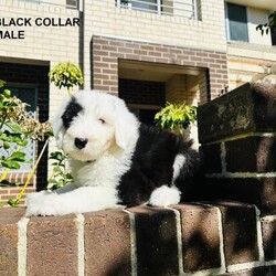 Old English Sheepdog/Old English Sheepdog//Younger Than Six Months,Ourstunning Old English Sheepdog Puppies are looking for new loving homesFather was imported from United Kingdom.Mother was imported from Taiwan.Mother has a fantastic nature, she loves cuddles and play around with kids.Orivet DNA Test clearBAER Canine Hearing Test Normal2 boys (Purple and Black) and 1 girl (Lime) availableEye colour (Left/Right)Lime: Brown/BrownPurple: Blue/BlueBlack: Blue/BrownThey had 1st vaccination, wormed, microchipped and BAER Canine Hearing TestedMircochip Number934000090352184, 934000090352164, 934000090352163They are ready for pick up.BIN: B001085083