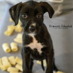 Adopt a dog:Fettucine/Terrier/Female/Baby,Meet Fettucine! This adorable 2 month old Terrier mix puppy is waiting for her forever home this March! Fettucine is currently 5.6 pounds, however we think she will be around 35-40 pounds fully grown. She came into the shelter with her siblings Ziti and Penne, or as us staff calls them the 