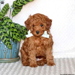 Toby/Toy Poodle									Puppy/Male	/8 Weeks,Say hello to Toby, a petite Toy Poodle puppy ready to win your heart! This adorable pup is vet checked and up to date on shots and wormer. Toby can be registered with the AKC and comes with a 6-month genetic health guarantee provided by the breeder. This cute pup is family raised, well socialized and partially house trained. To find out more about Toby, please contact Henry & Sadie today!
