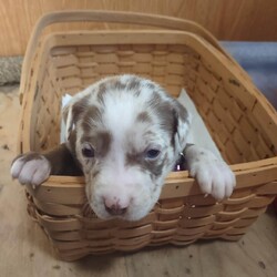 Puppy Creole - F/Australian Cattle Dog / Blue Heeler/Female/Baby