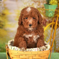 Raine/Mini Whoodle									Puppy/Female	/9 Weeks,Here comes a beautiful dark red Mini Whoodle puppy who is ready to steal your heart! This angelic pup is up to date on shots and dewormer and vet checked! The mother Autumn is a 23lb Mini Whoodle and the father Earl is a Mini Poodle who is 12lbs. If you are searching for a well socalized puppy to add to your home contact us today! 