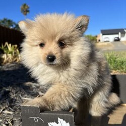 Adopt a dog:Pomeranian Purebred Puppy - LAST ONE/Pomeranian//Younger Than Six Months,Last beautiful female Pomeranian puppy ready for its loving forever home.Responsible Pet Breeders Association number 920.