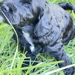 Adopt a dog:HAPPY EASTER PUPPY /Cocker Spaniel//Younger Than Six Months,1st generation spoodle puppies.Pedigree and DNA tested clear parents.Mum is English Cocker Spaniel and dad Miniature Red Poodle.Non shedding with soft and wavy coat.Puppie