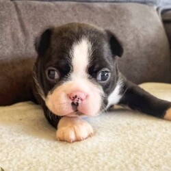 Pedigree Purebred (DogsNSW - ANKC) Boston Terrier Puppies/Boston Terrier//Younger Than Six Months,Boston Terrier Puppies Dogs Australia (DogsNSW) pedigree:Rubystud 2100067282Heath tested parents.2 x Females2 x MaleRubystud, is a breeder with a small in-house environment. Parents are shown in confirmation in NSW and QLD. Brought up with the family. Located Tamworth NSW.Ready to go April 2023Pup comes with:Health guaranteeMicrochip6 weeks free pet insuranceVet checked and approved prior to leavingHealth certificateDeworming x3Age appropriate vaccinationsDogs Australia (DogsNSW) Registration- limited pet homeLarge puppy pack (free bag of dog food and bowls and toys, worming tablets, treats etc) and information folderCrate/Pen trainedSocialized with kidsSocialized with dogsEarly toilet training with grass patch.Registered member with DogsNSWMember no. 2100067292BIN: B000614314Website: https://rubystud.com.au/Prefix : RubystudAmy Sheridan******0124 REVEAL_DETAILS 