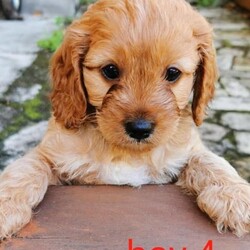 F1 Toy Ruby Cavoodle puppies （DNA Clear)/Cavalier King Charles Spaniel//Younger Than Six Months,We have 3*male and 5*femal cavoodle puppies in ruby colour.DOB: 31/01/2023 （2*male and 1*femal）DOB: 04/02/2023 （2*male and 3*femal）This is a first generation litter of beautiful and healthy cavoodles, The mother is a Cavalier King Charles and the father is a Toy poodle. Mum and Dad have been full DNA CLEAR certification ,So that pups cannot be affected by and genetic diseases.They will be ready for their forever homes on the 28/03/2023 and 01/04/2023. All puppies will come vaccinated, microchipped, vet checked and up to date with wormig. A $500 non refundable deposit will be required to secure your puppy until its 8 weeks old when it will be able to leave mum.male $1800 Femal $2000If you are interested in one of our babies,Please email me lil******@******com or call me on ******6899/******9085 for more information. REVEAL_DETAILS 