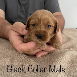 Adopt a dog:Cavoodles1st Generation Born on the 20th of February 2023/Other//Younger Than Six Months,1x Ruby Female4x Ruby MaleOur beautiful little puppies are looking for their forever home, they will be ready on the 17th of April 2023Mum is a Blenheim King Charles CavalierDad is a Ruby Toy PoodleBoth Parents are available to meet and are much-loved family pets.Puppies are brought up with other family, pets and family members.These puppies will make beautiful family membersCavoodle’s have a soft gentle nature and are very intelligent.Cavoodle are suitable to all families from the young through to the elderly they are also suitable for apartment living townhouses as they are mainly live indoors.Puppies have been wormed from 2 weeks of age (Drontal) they will leave our home at 8 weeks of they come vaccinated microchipped, wormed and vet checked at 6 weeks old.Puppies also came with 6 weeks pet insurance.Each puppy with go home with a puppy pack.$2300 NegotiableWe are members with Australian Associated Pet Dog BreedersMember:#17441