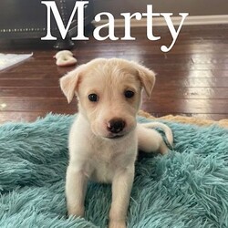 Adopt a dog:Marty/Labrador Retriever/Male/Baby,Meet cuddle bug Marty! He is a 11 week old pup, lab mix who weighs about 15lbs. Marty is a sweet and playful guy! He loves to play with his siblings and then curl up for some cuddles. Apply to meet him!

Since he is a young puppy, his family needs to be willing to train him with positive reinforcement so he can grow into a good canine citizen. He is looking for an active family with a large fenced yard to explore. 

Apply at: http://caninehumane.org/adoption-application/ An application must be filed before meeting any of our dogs or puppies. 

What is included in our adoption fee:
*Age-appropriate vaccinations
*Deworming
*Lifetime Micro chip - no annual fee
*First Month of flea/tick prevention
*First Month of Heartworm prevention
**Spay/Neuter at our partner vet
** First Month FREE of Trupanion Pet Insurance

The adoption fee is $350

Spay/Neuter is covered if performed at our vet partner facility. 

We have a 3-hour adoption radius so please do not apply if you live further away. Thank you

Please note that puppies need to have human interaction every 3 hours.
 
Applications are required prior to meeting the puppy
. 
Apply at: http://caninehumane.org/adoption-application/

***BE SURE TO CHECK YOUR SPAM/PROMOTION EMAIL FOLDER FOR CHN RESPONSE TO YOUR APPLICATION***