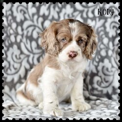 Kody/Cocker Spaniel									Puppy/Male	/8 Weeks,This precious Cocker Spaniel puppy is so sweet and gentle! You will love playing and cuddling up with your new family member, Kody! This cute pup is friendly and socialized and getting ready to meet you! Vet checked and up to date on shots and de-wormer, Kody also comes home with a health guarantee provided by the breeders. To learn more and arrange a time to meet this wonderful puppy, please call Calvin and Marilyn!