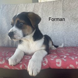 Adopt a dog:Foreman/Shepherd/Male/Baby,Foreman may always have a worried look on his face, but don’t let that fool you! He is a very happy, very affectionate puppy who is looking for a family to call his own!