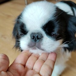 Tiny Loving Japanese Chin Boy/Japanese Chin/Male/16 months,Description

Japanesse Chin boy for sale ,Very small and delicate,16 month old good nature , perfectly going well with others pets , brilliant with kids , a quiet, shy and gentle personality,When he runs, his hind legs merge, like a little rabbit, very cute , happy to answer any other questions