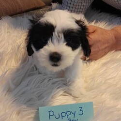 Adopt a dog:Maltese / Shitzu/Shih Tzu//Younger Than Six Months,I am a registered breeder and Responsible Pet Breeder Australia RPBA No. 10271 . I have 2 boys available, the pups were born on the 23/1/23, they all have been vaccinated, micro chipped, and have had flea and worming treatment, they all are healthy happy and very playful pups. The 2 boys are black / white, pup No.2 is more black than white, pup No.3 is more white than black both are very loving happy boys looking for their forever people to love them forever call me on mobile if interested to meet them.