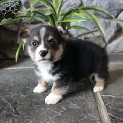 Kaidin/Pembroke Welsh Corgi									Puppy/Male	/8 Weeks,Here comes one of the most adorable Corgi puppies you will ever meet! This puppy is up to date on shots and dewormer and vet checked. The mother Dona and father Papsi are both beautiful examples of Corgies. If you are searching for a well socialized puppy to add to your home contact us today! 