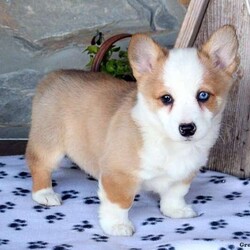 Pansy/Pembroke Welsh Corgi									Puppy/Female	/8 Weeks,Meet Pansy, a Pembroke Welsh Corgi puppy who is just as cute as can be! This sweet little gal can be registered with the AKC, plus comes with a health guarantee that is provided by the breeder. She is vet checked and up to date on shots and wormer. Pansy is family raised and enjoys cuddles from the children. Both of her parents are on the premises and are available to meet. To learn more about this charming pup, please contact the breeder today!