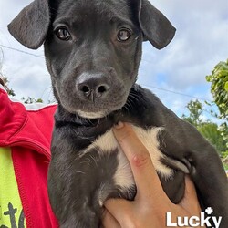 Adopt a dog:Tok/Terrier/Male/Baby,aby boy ready to play! TOK NEEDS A FOSTER OR FOREVER HOME!!!!

Name: Tok Best Guess for Breed: Terrier mix

Best Guess for Age: 3 months as of 3/18/23 SEX: Male

Estimated Weight (puppies' weights change quickly!): 14.1 lbs as of 3/18/23

Gets Along With: Most puppies are in the prime of their socialization window and will do well with other dogs, cats and kids so long as they receive patience and proper training.

Currently Living at: Puerto Rico shelter; needs a foster or forever home in the DC area to get up here!

Special Adoption Considerations: Puppies under 6 months of age need to have multiple potty breaks/exercise throughout the day. Potential adopters with a standard 8-hour workday must be willing to make arrangements to meet the needs of their puppy. Check out this cutie in this video! https://www.youtube.com/watch?v=uo0j_pnj0ik
Tok is Looking For: His own humans! This Puerto Rican cutie wants ones who will take him on long sniffy walks, romps in the park, and all the adventures they can dream up. Tok is patiently waiting to enjoy all the little things in life too, such as cozying on the couch, tasting the most delectable treats, and of course receiving endless belly rubs! He'd also love to go to obedience school to show you how super smart he is. In exchange, he promises lots of tail wags and kisses and loyal companionship for all his days. What do you say? Is Tok the companion you've been seeking?
What My Foster Says About Me: We will update this once he has arrived in the DC area and spent some time with his foster
Puppy Vetting Requirements: Lucky Puppies have had their age appropriate vaccines, but may not yet be 