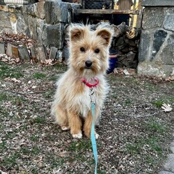 Adopt a dog:Benji /Norfolk Terrier/Male/Baby,Benji is about 8-12 month old gorgeous boy. He traveled to us from South Korea. He is currently about 12Lbs.  Siri's breed is guess Norfolk Terrier/Cairn Terrier. 

Benji is learning all about the good life in his foster home.  he loves his furry foster siblings and plays nicely. Benji sleeps through the night in his crate and has learnt very quickly to do his business outside. 

His leash walking is almost perfected. He loves people of all sizes and enjoys playing with his doggie toys. Benji's ideal home would be with a family who is home throughout the day, Benji would love a family to smother him with attention.